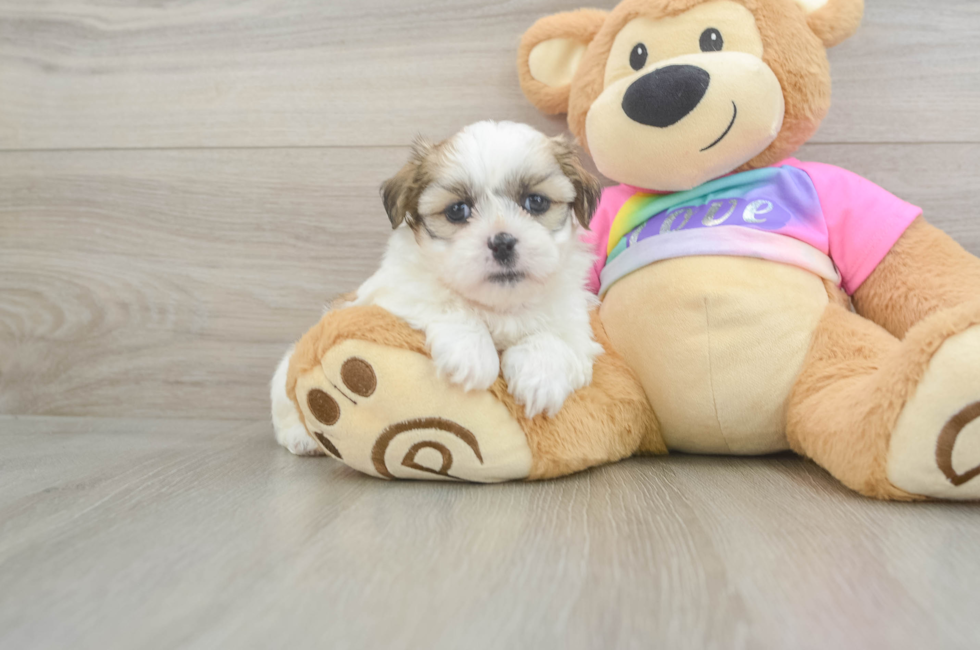 5 week old Teddy Bear Puppy For Sale - Pilesgrove Pups