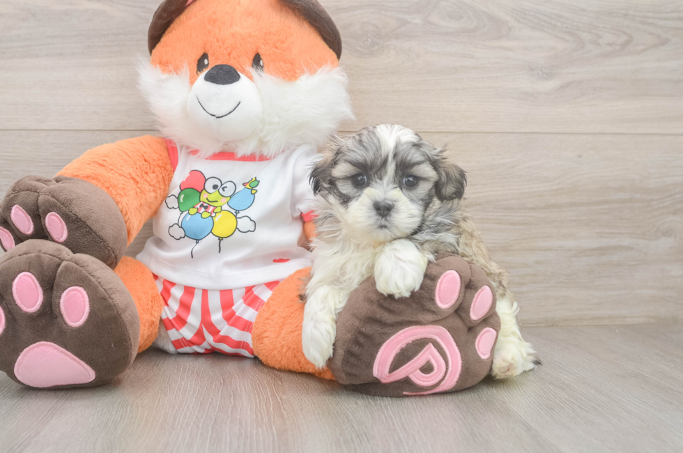 5 week old Teddy Bear Puppy For Sale - Pilesgrove Pups