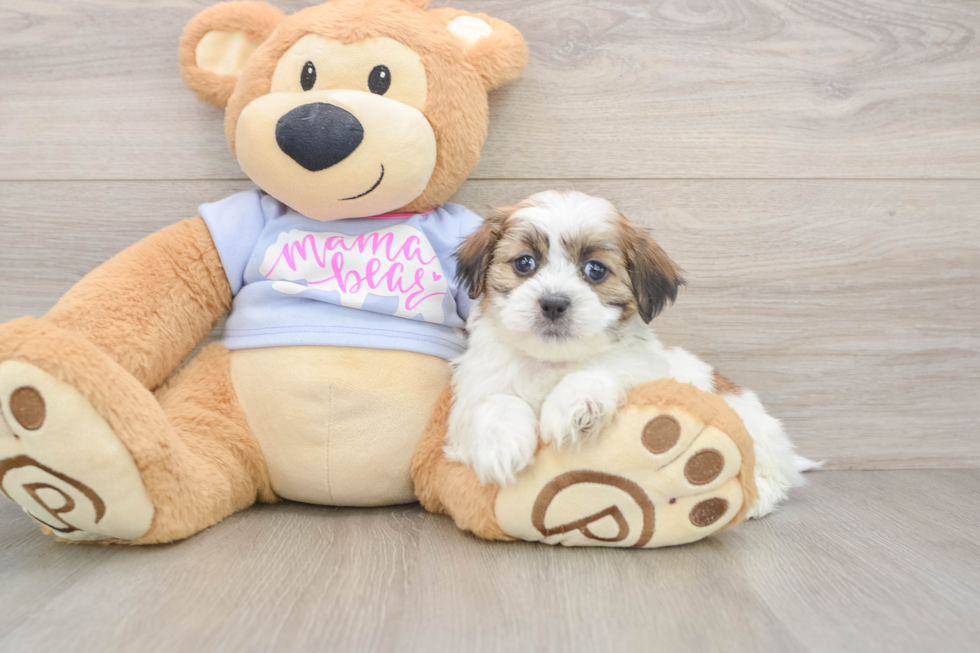 Cute Teddy Bear Baby