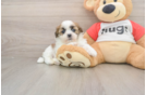 Energetic Shit Designer Puppy