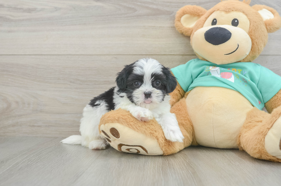 6 week old Teddy Bear Puppy For Sale - Pilesgrove Pups