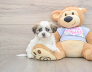 8 week old Teddy Bear Puppy For Sale - Pilesgrove Pups