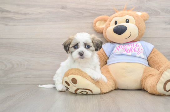 Funny Teddy Bear Designer Pup