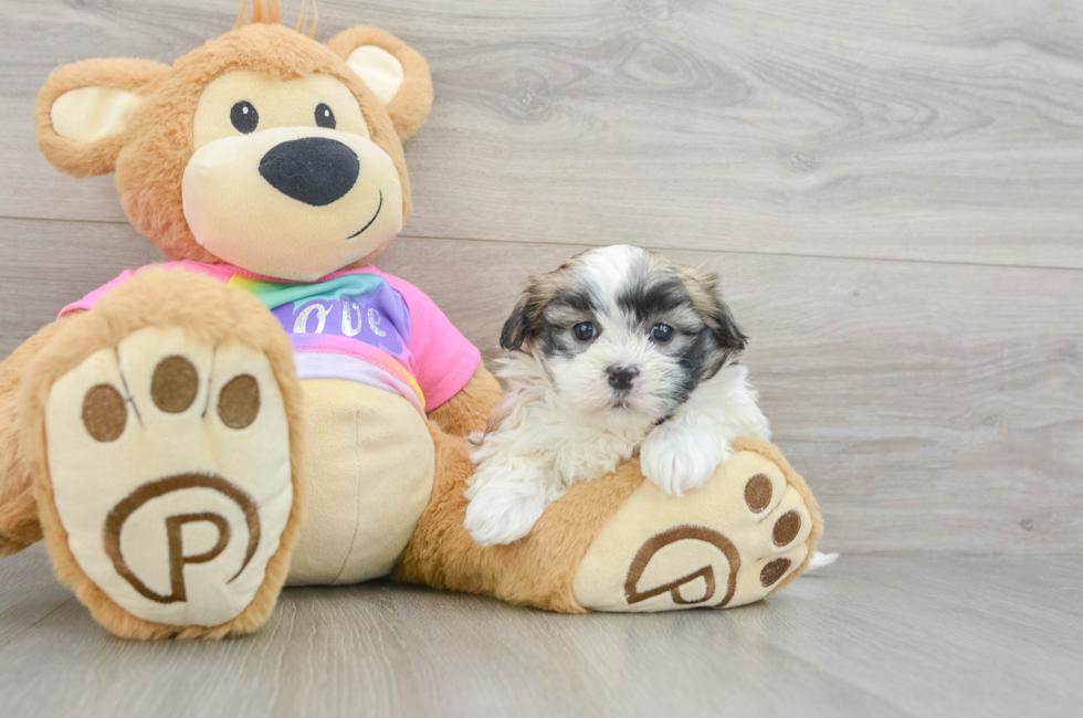 6 week old Teddy Bear Puppy For Sale - Pilesgrove Pups