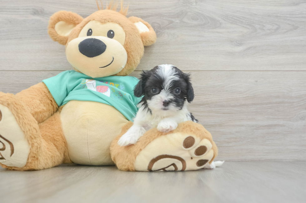 6 week old Teddy Bear Puppy For Sale - Pilesgrove Pups