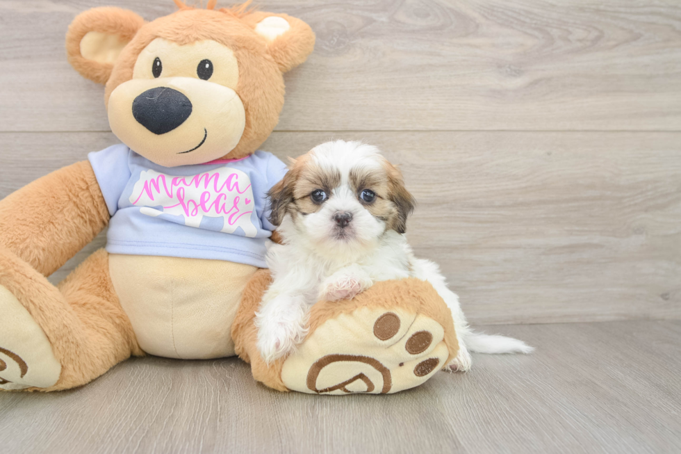 Teddy Bear Pup Being Cute