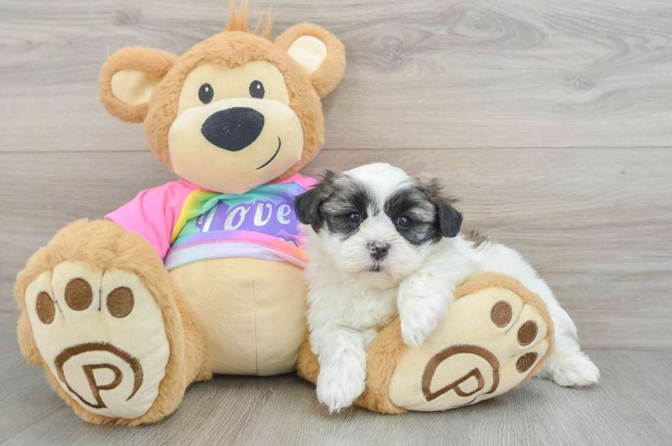 6 week old Teddy Bear Puppy For Sale - Pilesgrove Pups