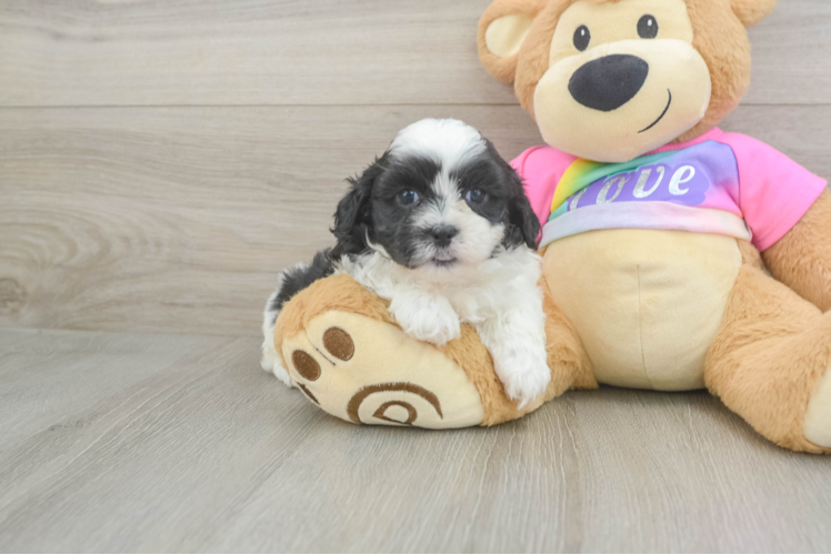 Best Teddy Bear Baby