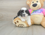 6 week old Teddy Bear Puppy For Sale - Pilesgrove Pups