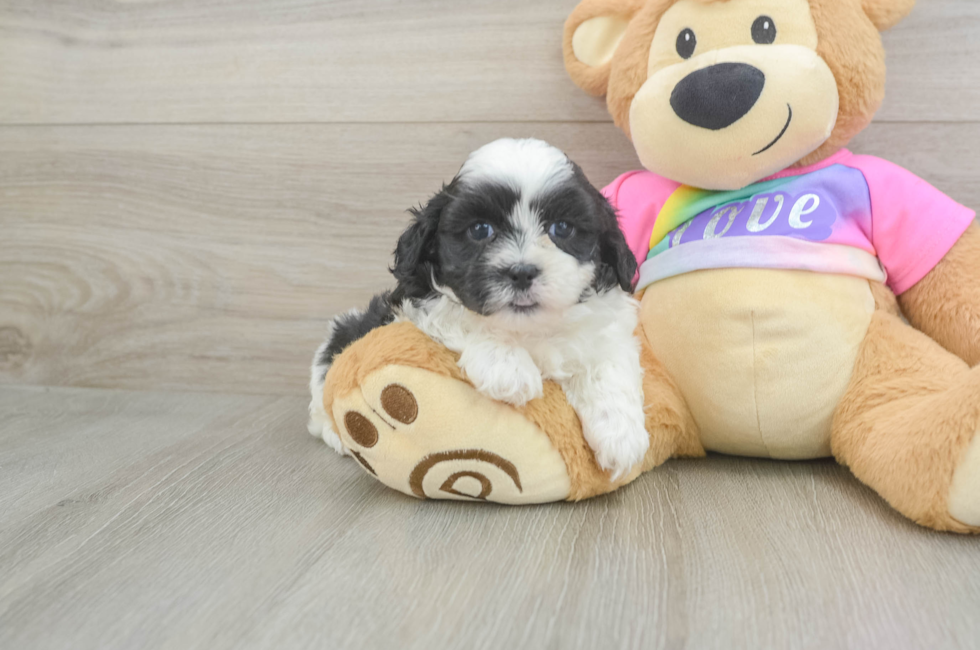 5 week old Teddy Bear Puppy For Sale - Pilesgrove Pups