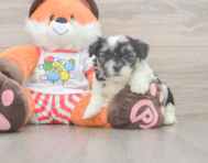 7 week old Teddy Bear Puppy For Sale - Pilesgrove Pups