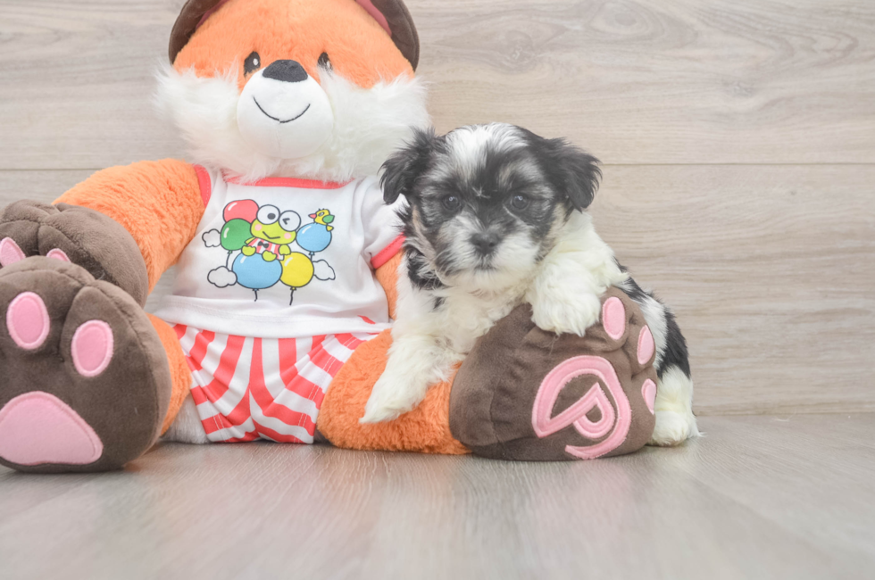 5 week old Teddy Bear Puppy For Sale - Pilesgrove Pups