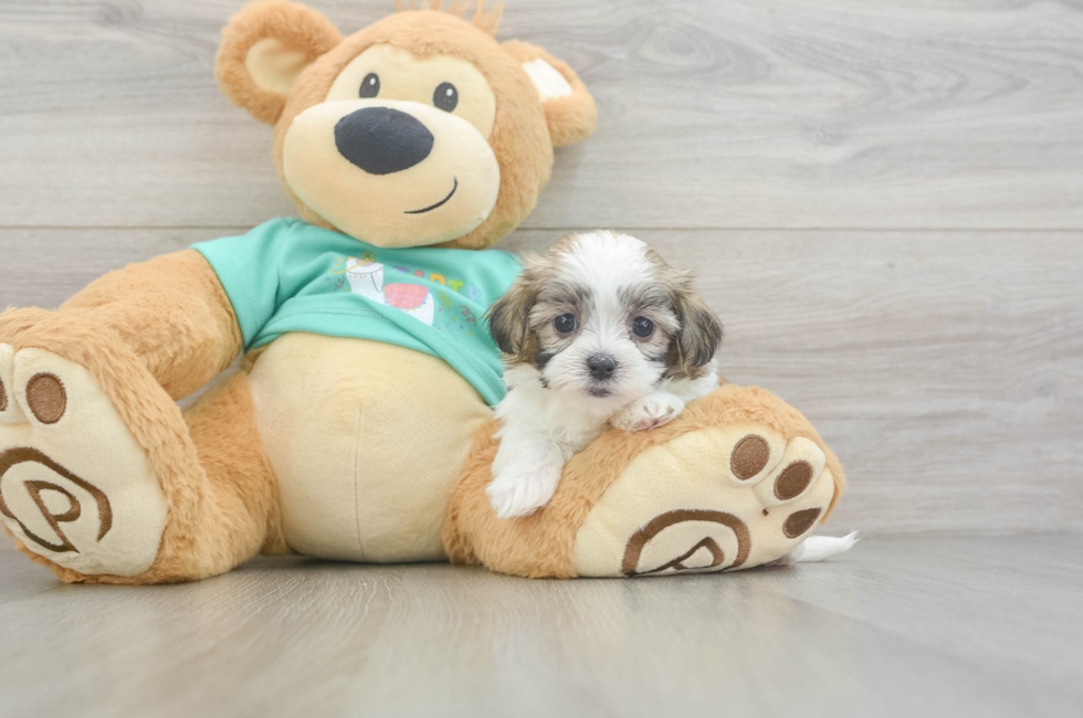 6 week old Teddy Bear Puppy For Sale - Pilesgrove Pups