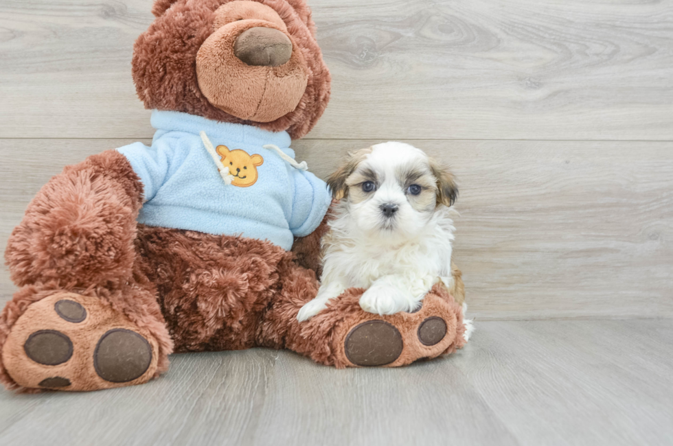 8 week old Teddy Bear Puppy For Sale - Pilesgrove Pups