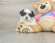 6 week old Teddy Bear Puppy For Sale - Pilesgrove Pups