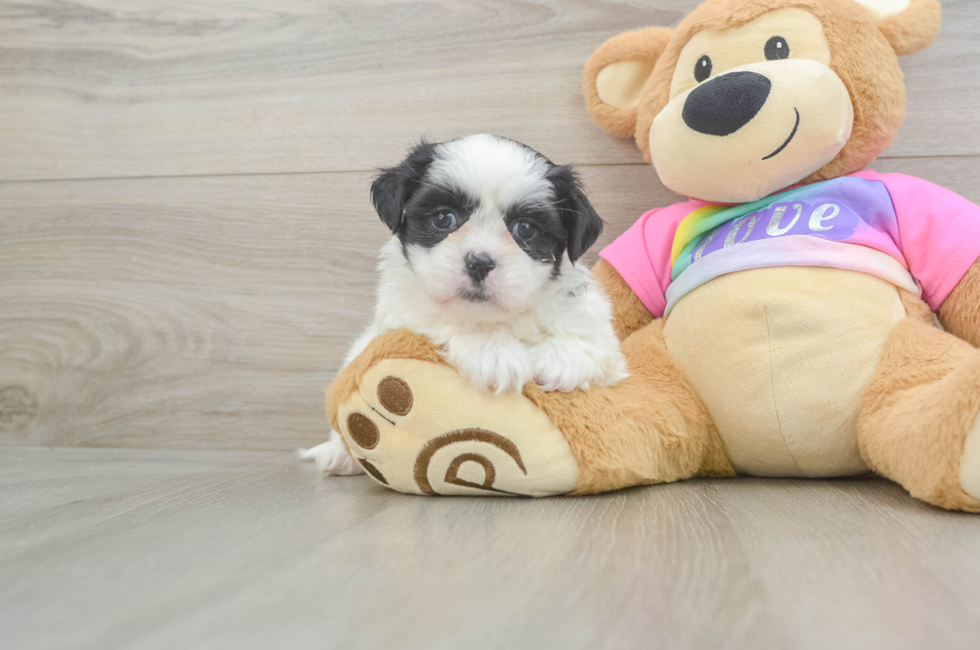 5 week old Teddy Bear Puppy For Sale - Pilesgrove Pups