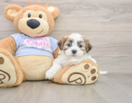 7 week old Teddy Bear Puppy For Sale - Pilesgrove Pups