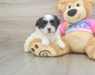 7 week old Teddy Bear Puppy For Sale - Pilesgrove Pups