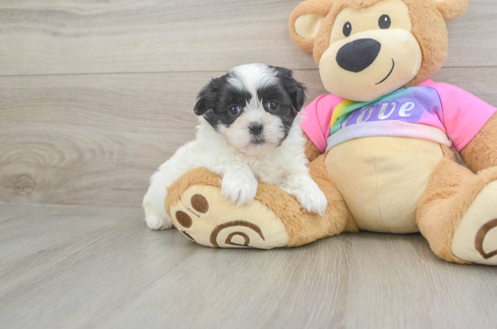 5 week old Teddy Bear Puppy For Sale - Pilesgrove Pups