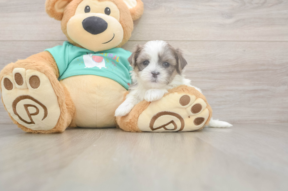 5 week old Teddy Bear Puppy For Sale - Pilesgrove Pups