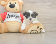 8 week old Teddy Bear Puppy For Sale - Pilesgrove Pups