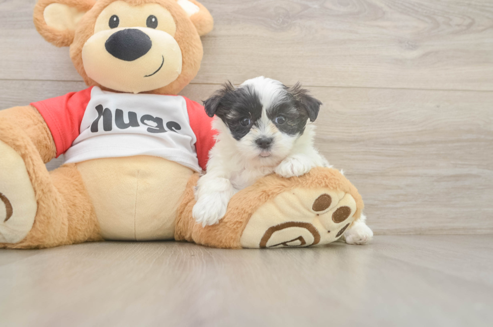 6 week old Teddy Bear Puppy For Sale - Pilesgrove Pups