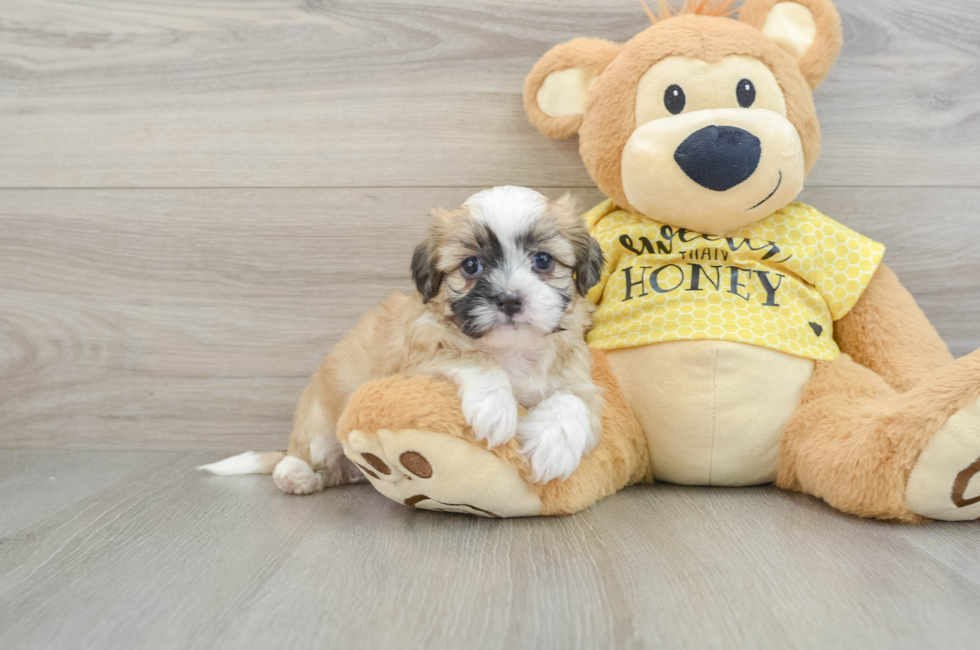 7 week old Teddy Bear Puppy For Sale - Pilesgrove Pups