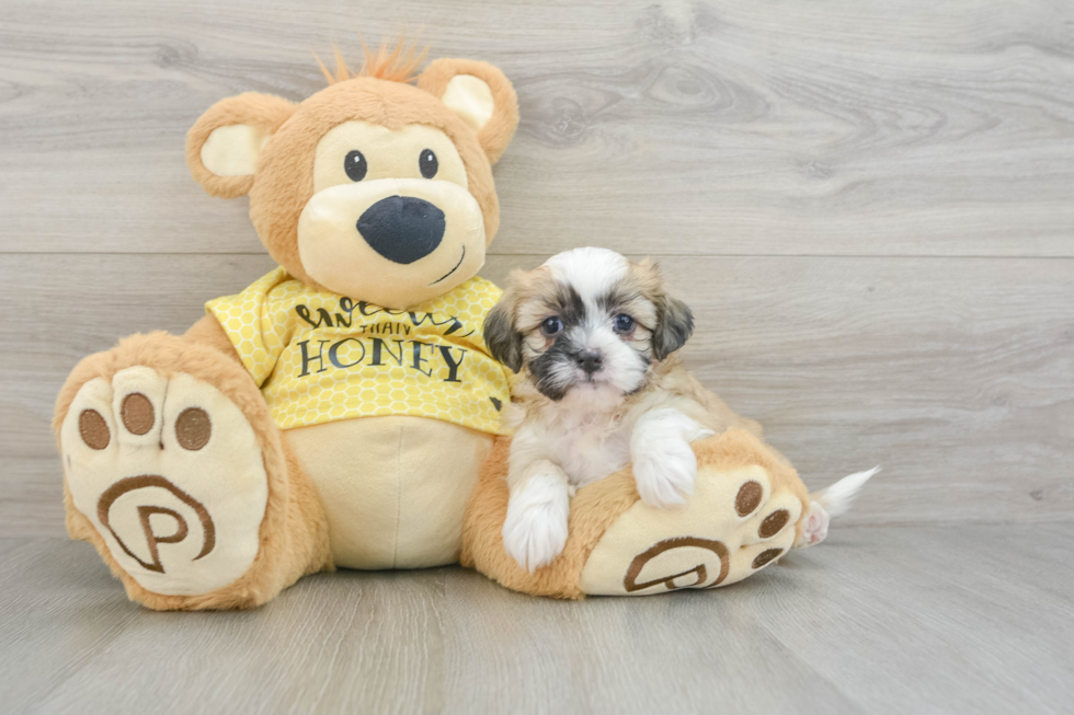 Teddy Bear Puppy for Adoption