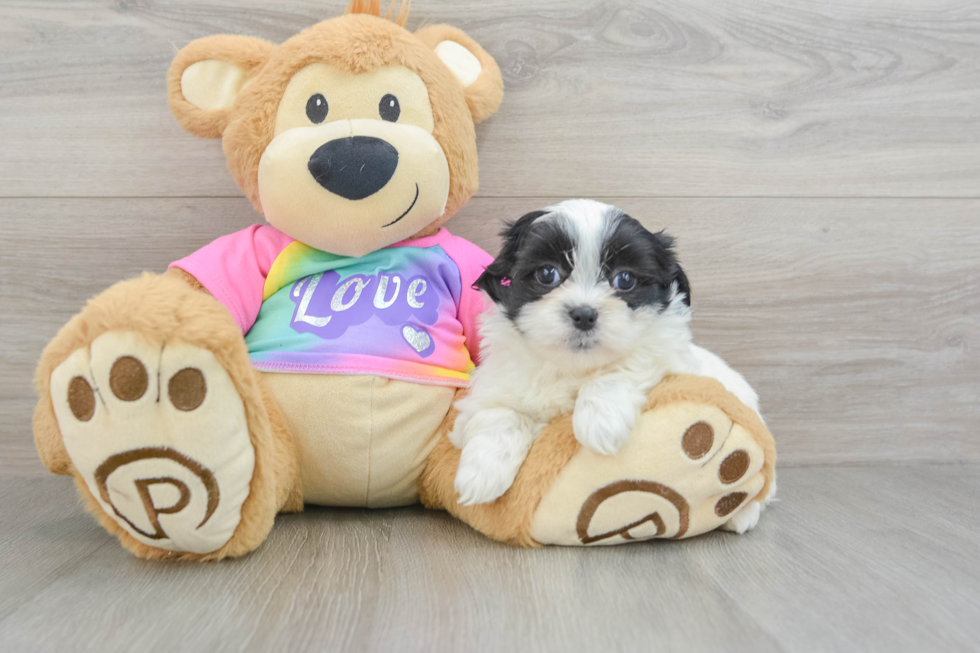 Best Teddy Bear Baby