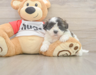 9 week old Teddy Bear Puppy For Sale - Pilesgrove Pups