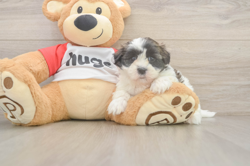 6 week old Teddy Bear Puppy For Sale - Pilesgrove Pups