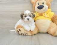 7 week old Teddy Bear Puppy For Sale - Pilesgrove Pups