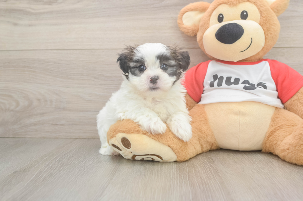 6 week old Teddy Bear Puppy For Sale - Pilesgrove Pups