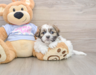 7 week old Teddy Bear Puppy For Sale - Pilesgrove Pups