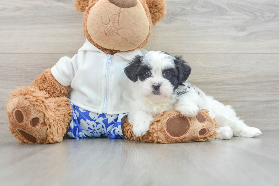 Fluffy Teddy Bear Designer Pup