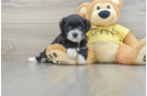 Teddy Bear Puppy for Adoption