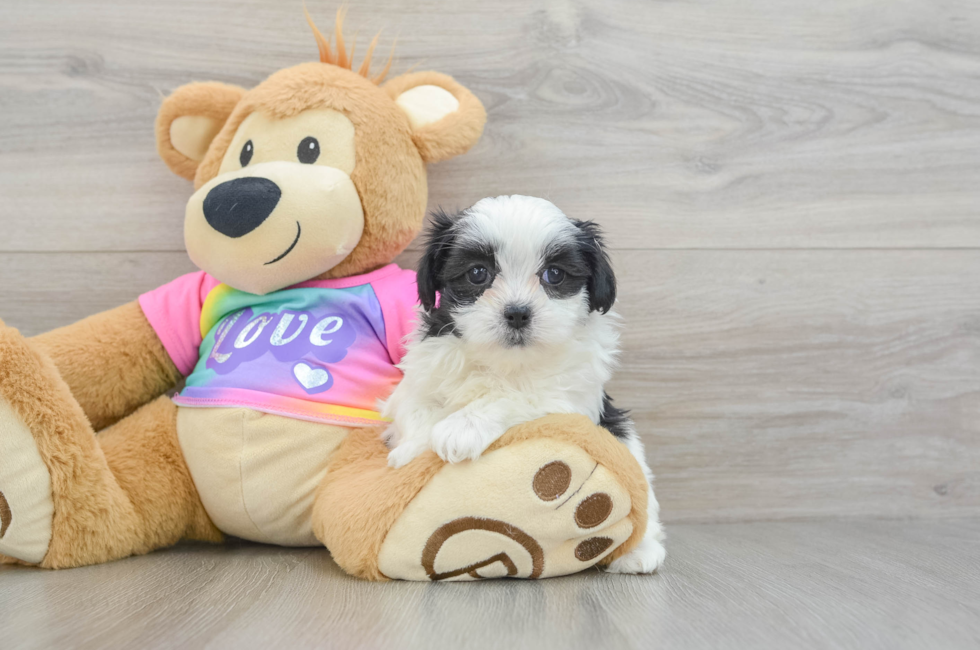 6 week old Teddy Bear Puppy For Sale - Pilesgrove Pups