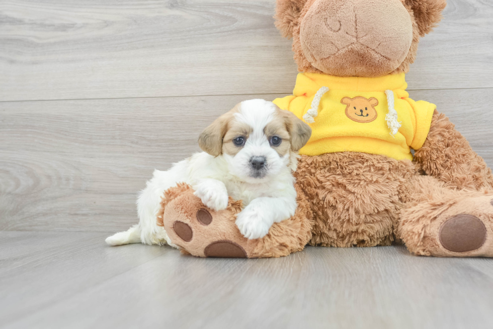 Teddy Bear Puppy for Adoption