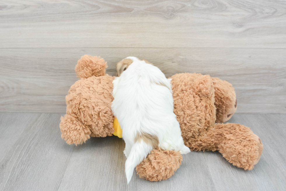 Teddy Bear Pup Being Cute