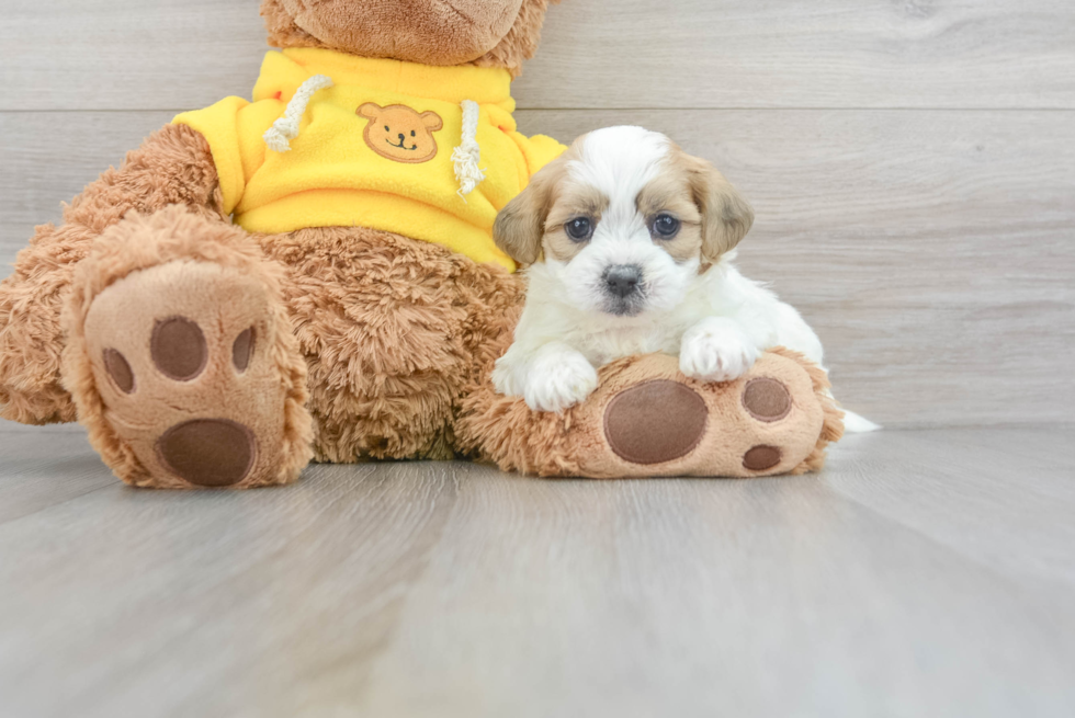 Teddy Bear Puppy for Adoption