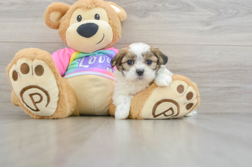 6 week old Teddy Bear Puppy For Sale - Pilesgrove Pups