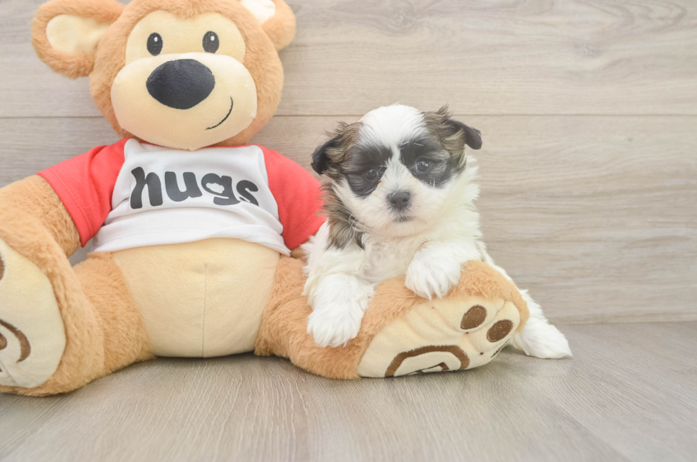 6 week old Teddy Bear Puppy For Sale - Pilesgrove Pups