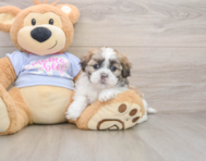 7 week old Teddy Bear Puppy For Sale - Pilesgrove Pups