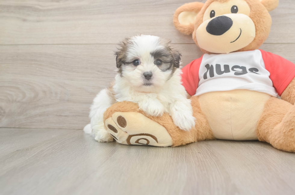 6 week old Teddy Bear Puppy For Sale - Pilesgrove Pups