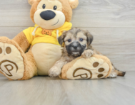 7 week old Teddy Bear Puppy For Sale - Pilesgrove Pups