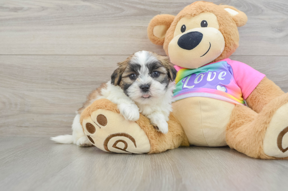 6 week old Teddy Bear Puppy For Sale - Pilesgrove Pups