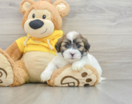 8 week old Teddy Bear Puppy For Sale - Pilesgrove Pups