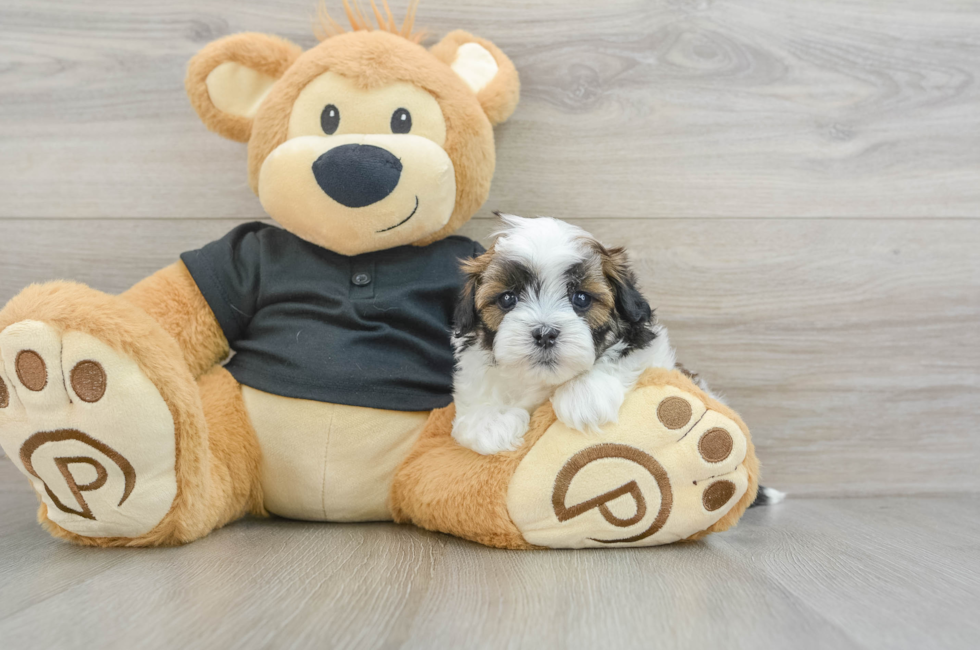 5 week old Teddy Bear Puppy For Sale - Pilesgrove Pups