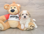 5 week old Teddy Bear Puppy For Sale - Pilesgrove Pups