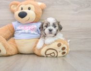 6 week old Teddy Bear Puppy For Sale - Pilesgrove Pups